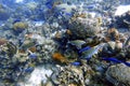 An underwater of  Creole Wrasse Royalty Free Stock Photo