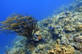 An underwater of  Creole Wrasse Royalty Free Stock Photo