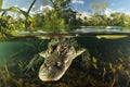 underwater crocodile, AI generated Royalty Free Stock Photo