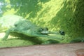 Underwater Crocodile Gharial on display at the Crocodile zoo in Chennai