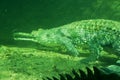 Underwater crocodile Royalty Free Stock Photo