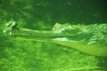 Underwater crocodile Royalty Free Stock Photo