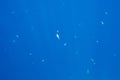 Underwater deep blue sea. Royalty Free Stock Photo