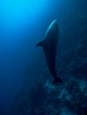 Underwater dolphin action in the Red Sea Royalty Free Stock Photo