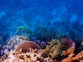 Underwater dream coral reef seascape into the Red sea