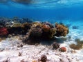 Underwater dream coral reef seascape into the Red sea