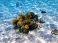 Underwater dream coral reef seascape into the Red sea