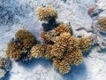 Underwater dream coral reef seascape into the Red sea