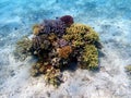 Underwater dream coral reef seascape into the Red sea