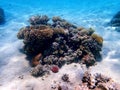 Underwater dream coral reef seascape into the Red sea