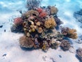 Underwater dream coral reef seascape into the Red sea