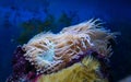 Underwater ecosystem panorama. Coral reef under the sea. Wild life concept Royalty Free Stock Photo