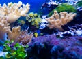 Underwater ecosystem panorama. Coral reef under the sea. Wild life concept Royalty Free Stock Photo