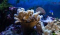 Underwater ecosystem panorama. Coral reef under the sea. Wild life concept Royalty Free Stock Photo