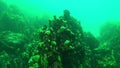 Underwater endemic green sea sponge Porifera at bottom of Lake Baikal.