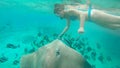 UNDERWATER: Fearless snorkeler exploring ocean feeds a friendly adult stingray. Royalty Free Stock Photo