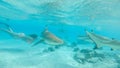 UNDERWATER: Fearless young female swims in the exotic sea with blacktip sharks. Royalty Free Stock Photo