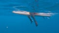 UNDERWATER: Female tourist waiting in line up while surfing during her vacation.