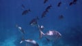 Underwater Filming of Large Flock of Colorful Tropical Sea Fish in Andaman Sea