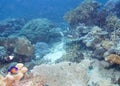 Underwater fish in Australia, this fish is very fruity but looks delicious