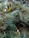 Underwater fish in Australia, this fish is very fruity but looks delicious