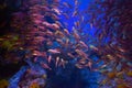 Underwater fish in the coral reef area