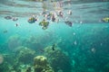 Underwater fish crowd around reef Royalty Free Stock Photo