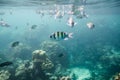 Underwater fish crowd around reef Royalty Free Stock Photo