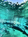 underwater fish frenzy