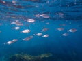 Underwater fish group shine in the sunshine , under water , sea ecosystem, large school of fish on a blue background, abstract fis Royalty Free Stock Photo