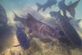 Underwater fish,Mahseer barb,fish live in various waterfalls in Namtok Phlio National Park,Chanthaburi,Thailand Royalty Free Stock Photo