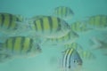 Underwater fish shoal Royalty Free Stock Photo