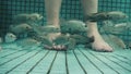 Underwater Fish Spa Pedicure Closeup