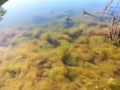 Underwater Flora and Fauna, Beautiful View