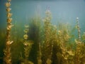 Underwater flora. Underwater Plants rivers, lakes, pond. Royalty Free Stock Photo