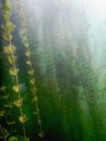 Underwater flora. Underwater Plants rivers, lakes, pond. Royalty Free Stock Photo