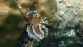 Underwater flora under the sea