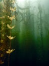 Underwater flora. Underwater Plants rivers, lakes, pond. Royalty Free Stock Photo