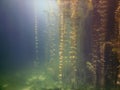 Underwater flora. Underwater Plants rivers, lakes, pond.