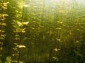 Underwater flora. Underwater Plants rivers, lakes, pond. Royalty Free Stock Photo