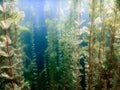 Underwater flora. Underwater Plants rivers, lakes, pond. Royalty Free Stock Photo