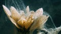 underwater flower water paint splash yellow petals