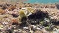 Underwater footage of algae on the rock during a storm surge.