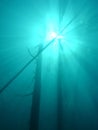 Underwater forest