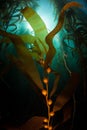 Underwater Forest of Giant Kelp in California Royalty Free Stock Photo