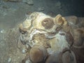 Underwater formations in the Dos Ojos cenote near Tulum Royalty Free Stock Photo