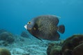 Underwater French Angelfish, Bonaire