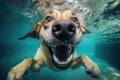 Underwater funny photo of dog, dive deep down. Summer vacation with pet. Closeup underwater photo of a dog. Generative AI