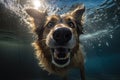 Underwater funny photo of dog, dive deep down. Summer vacation with pet. Closeup underwater photo of a dog. Generative