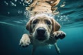 Underwater funny photo of a golden labrador retriever , concept of Aquatic Humor, created with Generative AI technology